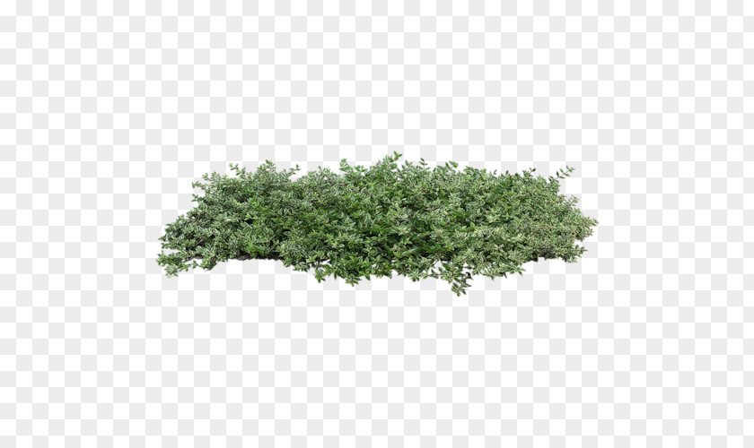 Plant Shrub Tree PNG