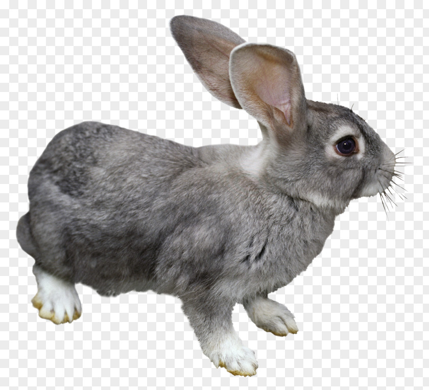 Qg Domestic Rabbit Hare Angora Easter Bunny PNG