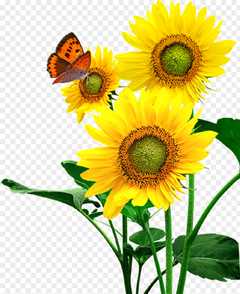 Sunflower Common Seed PNG