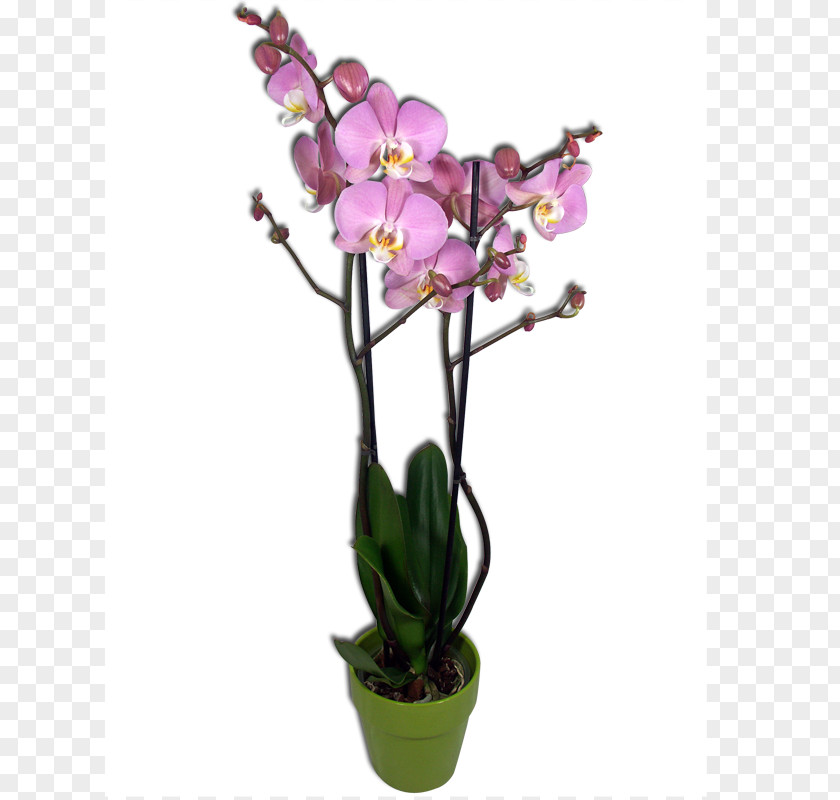 Bouquet Of Orchids Moth Le Phalaenopsis: La Préférée Des Orchidées Cut Flowers PNG