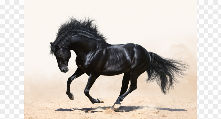 Horse Graphic Andalusian Arabian Canter And Gallop Stallion PNG