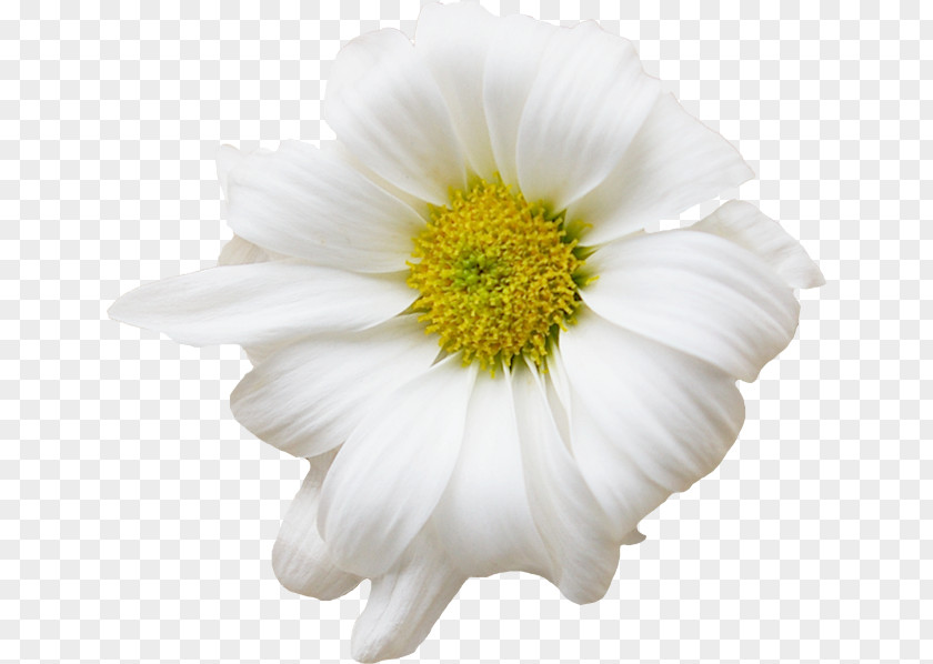 Chamomile German Flower Common Daisy PNG
