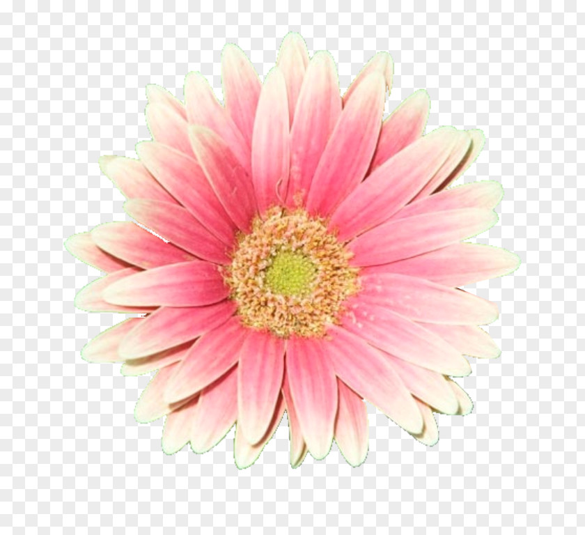 Daisy Flower Rose Pink Clip Art PNG