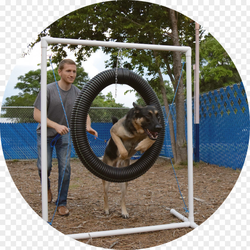 Dog Agility Swing Wheel Google Play PNG