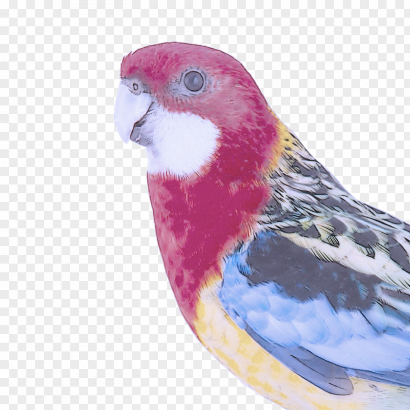 Feather PNG