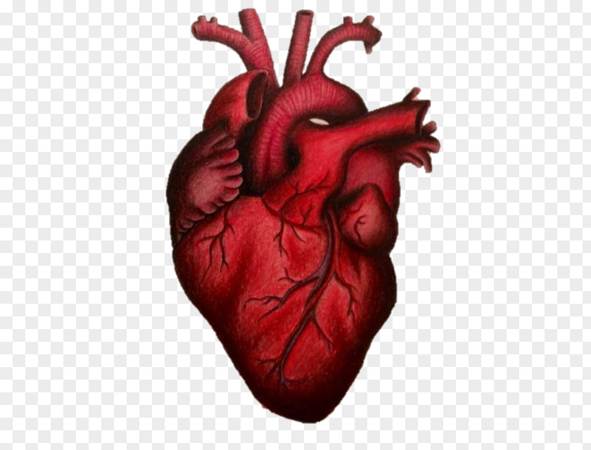 Heart Drawing Art PNG