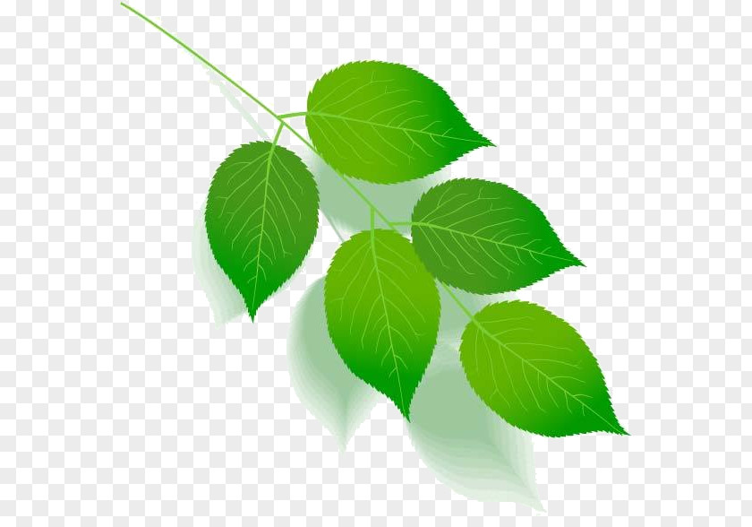 Leaf Green Color Tree Plant Stem PNG