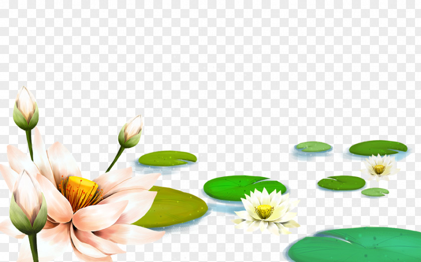 Lotus China Nelumbo Nucifera Falun Gong Pygmy Water-lily Illustration PNG