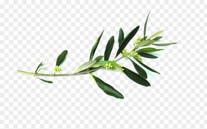 Olive Branch Flower Clip Art PNG