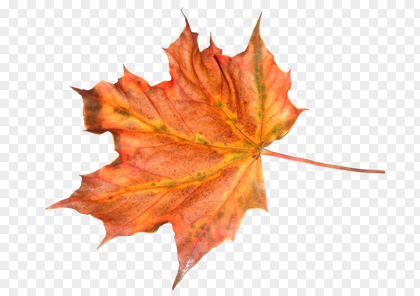 Autumn Maple Leaf Feuille Morte PNG