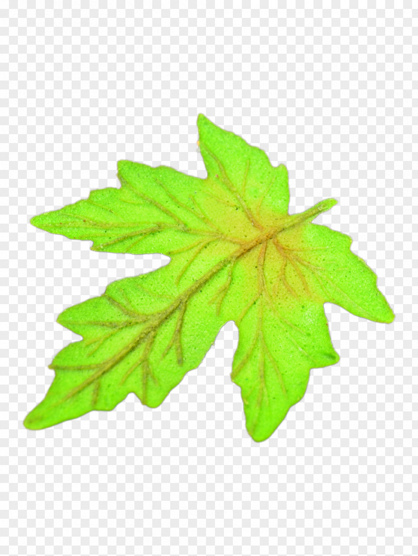 Leaf Maple Clip Art Shape Image PNG