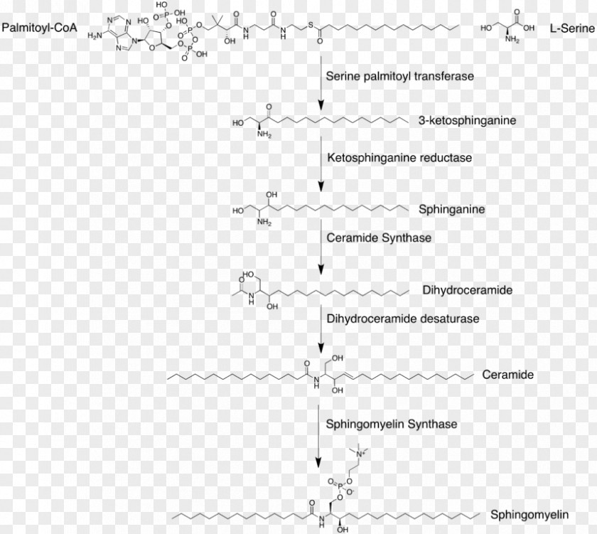 Synthesis Sphingomyelin Glycosphingolipid Glycerophospholipid Globoside PNG