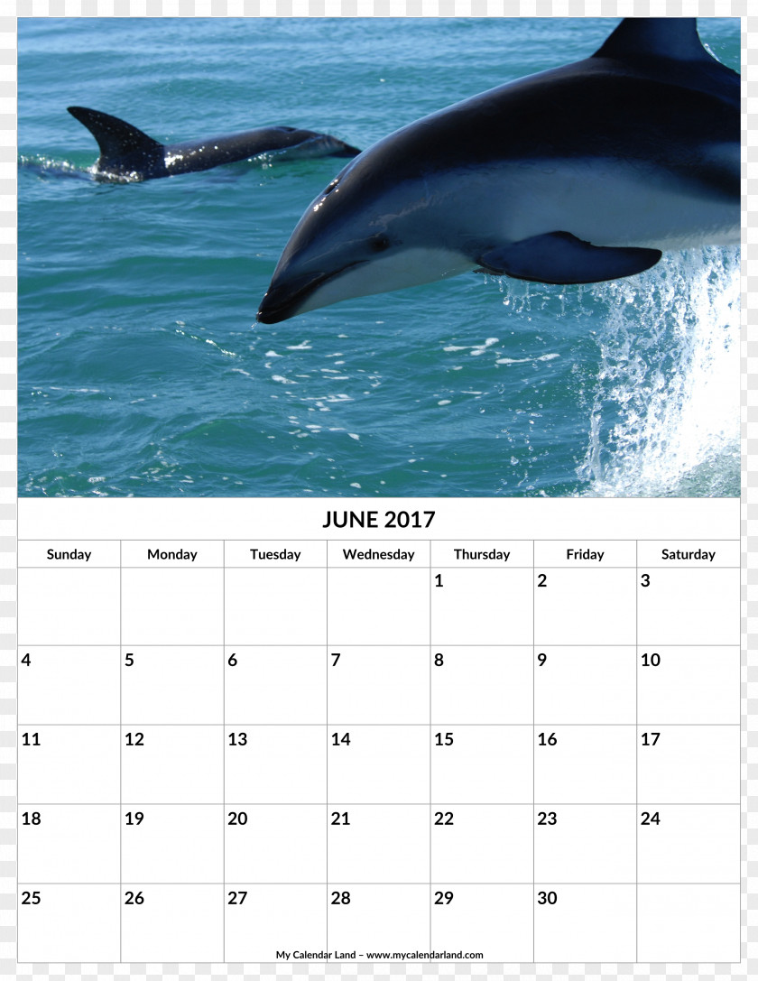 Dolphin Dusky Hourglass Bottlenose Common Dolphins PNG