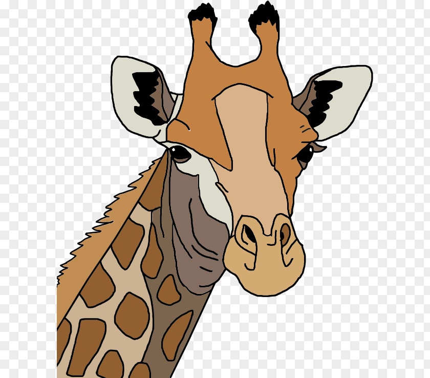 Giraffe Northern Drawing Clip Art PNG