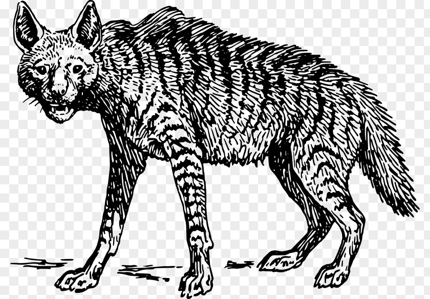Hyena Striped Spotted Clip Art PNG
