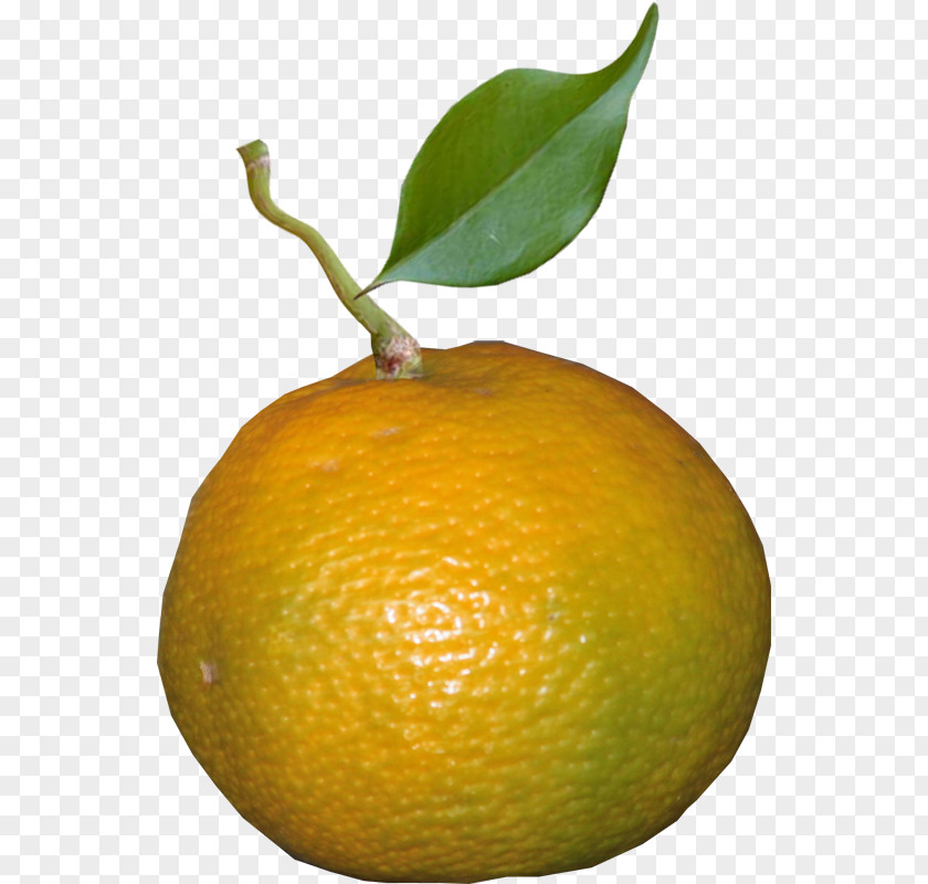 Lemon Clementine Mandarin Orange Tangerine Key Lime PNG