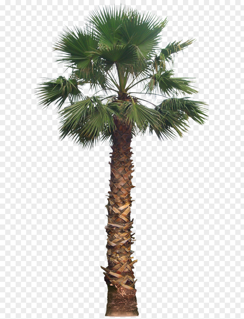 Palm Tree Date Washingtonia Filifera Arecaceae PNG