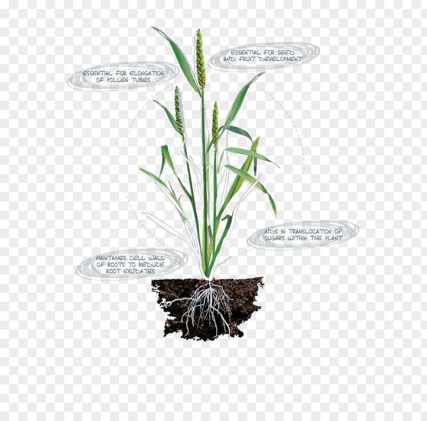 Plants Nutrient Nitrogen Deficiency Plant Nutrition Chlorophyll PNG