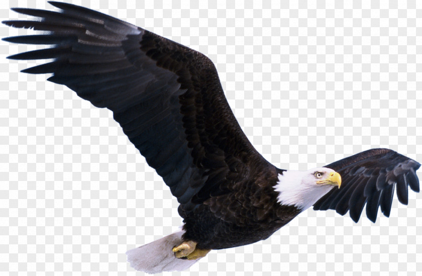 Bird Bald Eagle Clip Art PNG