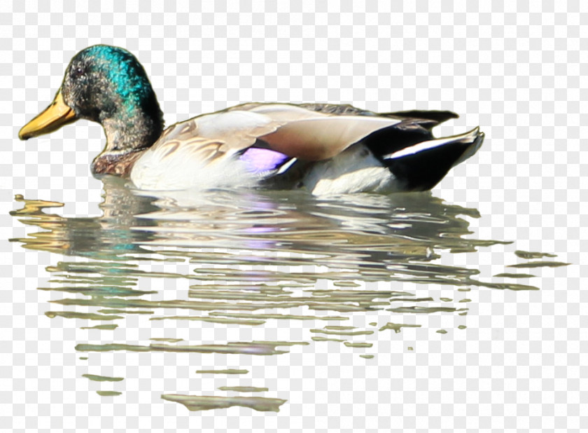 Duck Mallard Bird Desktop Wallpaper PNG