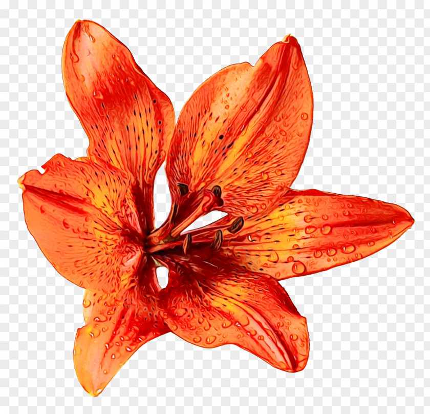 Flower Bouquet Orange Lily Clip Art PNG