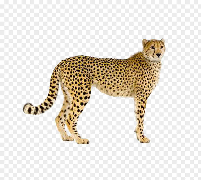 Leopard Cheetah Felidae Stock Photography PNG