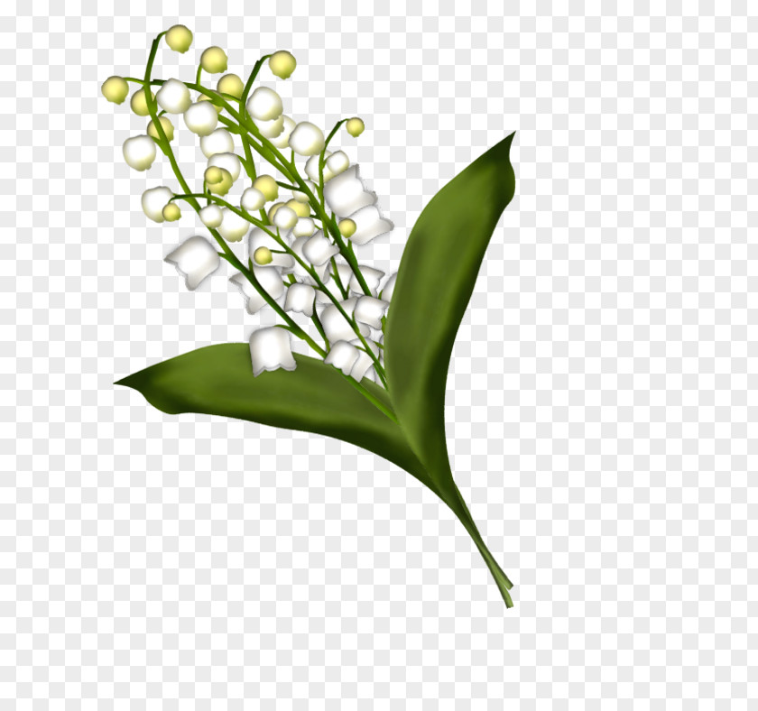 Lily Of The Valley Clip Art PNG