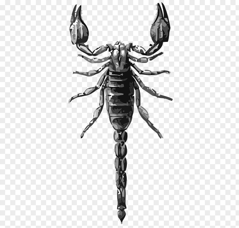Scorpion Black And White Clip Art PNG