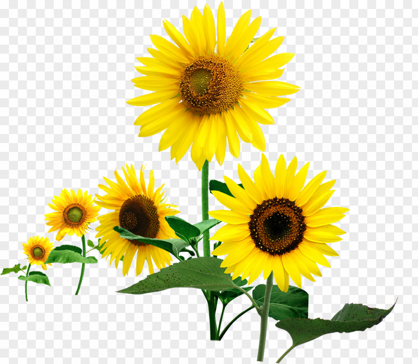 Size Of The Sunflower In Full Bloom Romance Love Poster PNG