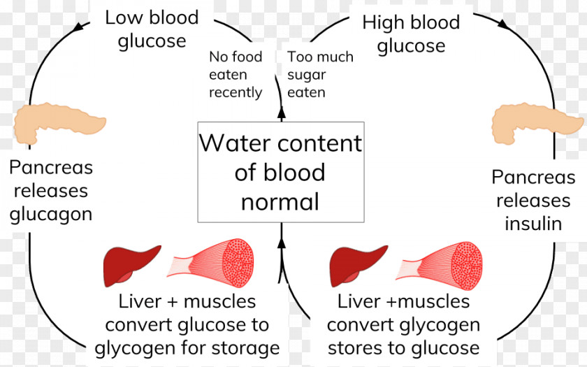 Blood Glucose Assessment And Qualifications Alliance General Certificate Of Secondary Education Biology Physics Diagram PNG