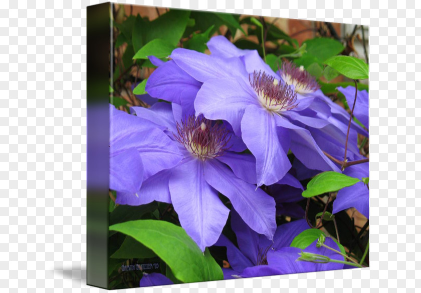 Clematis Leather Flower Annual Plant PNG
