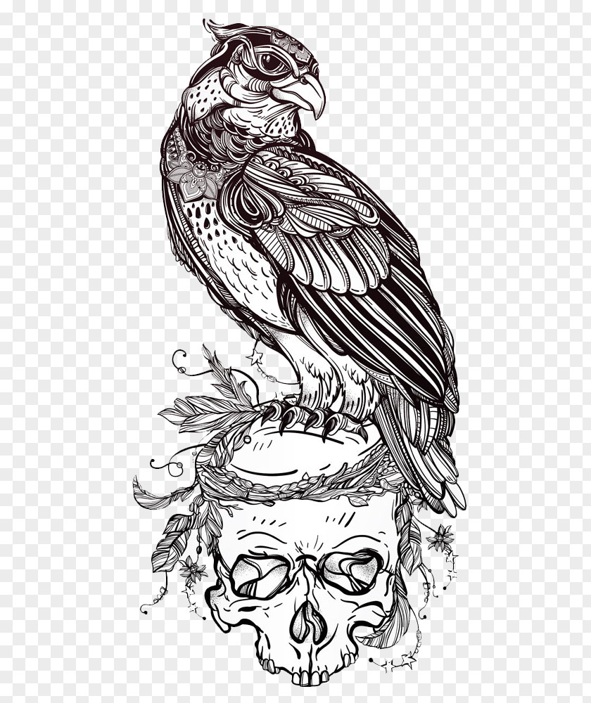 Eagle Skull Illustration Picture Bird Of Prey Drawing PNG