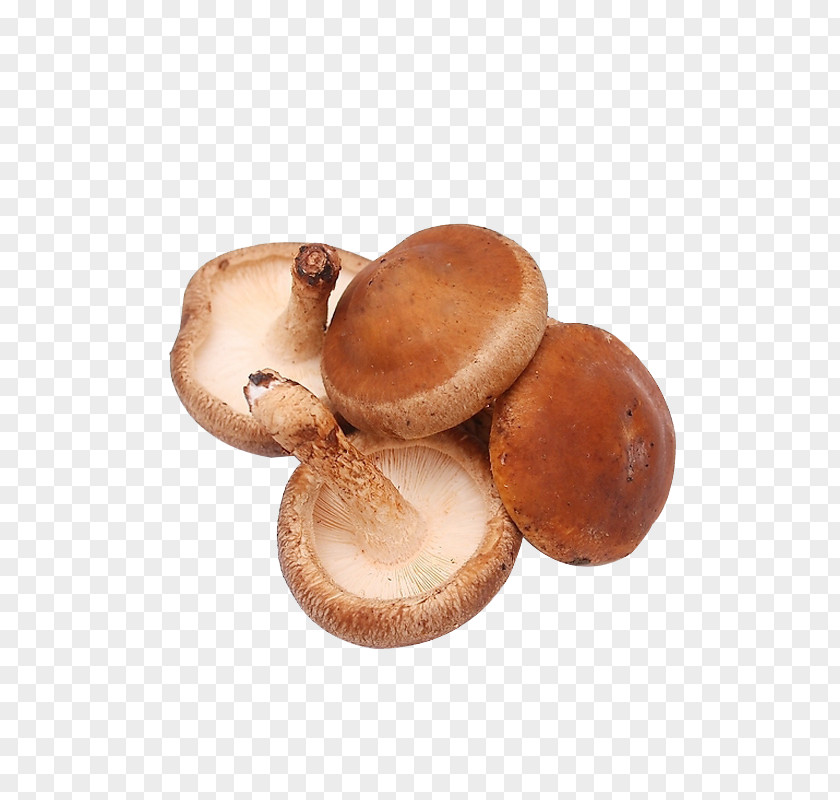 Edible Mushrooms Shiitake Mushroom Vegetable Fungus PNG