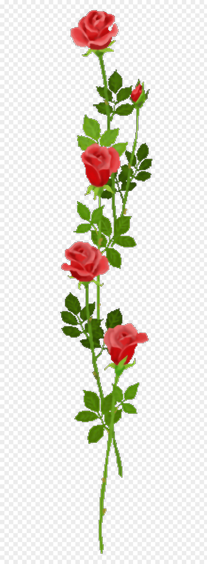 Flower Crown Flowering Plant Garden Roses Rosaceae PNG