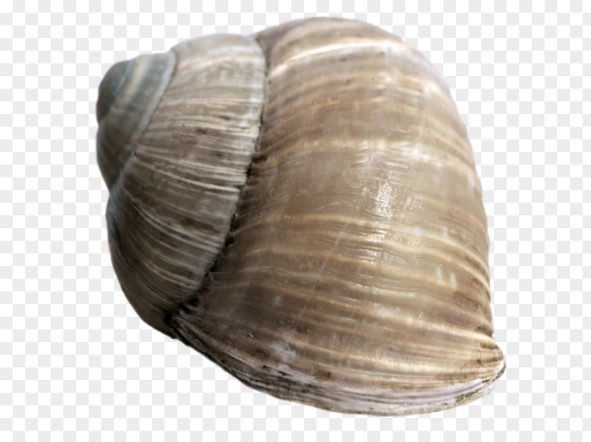 Seashell Bivalvia Clam Cockle Sea Snail PNG