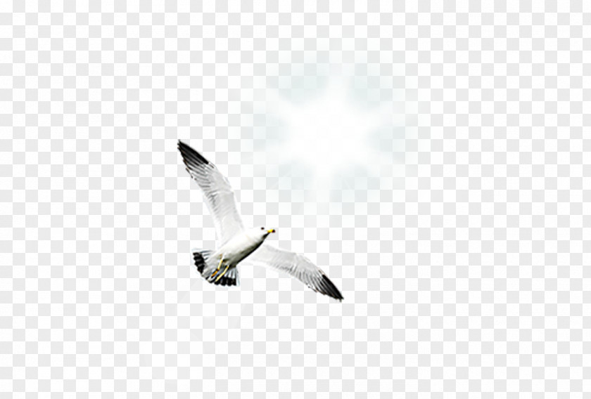 White Gull Bird Gulls Shunde District PNG