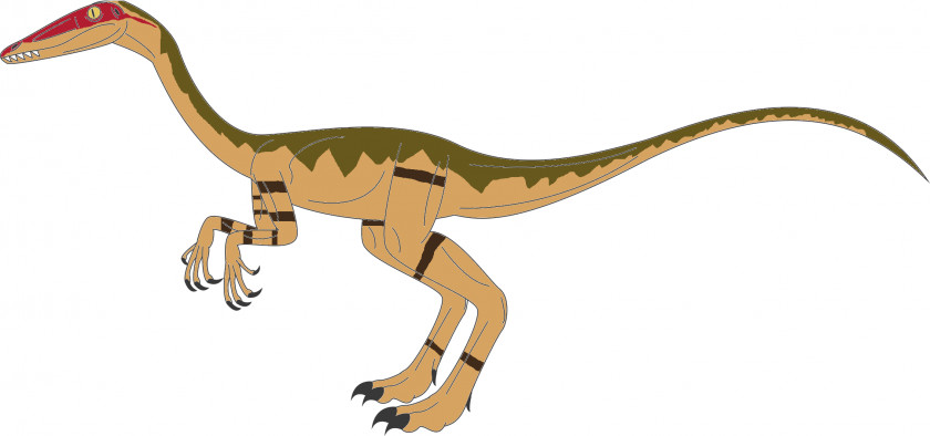 Dinosaur Tyrannosaurus Coelophysis Velociraptor Spinosaurus Cryptoclidus PNG