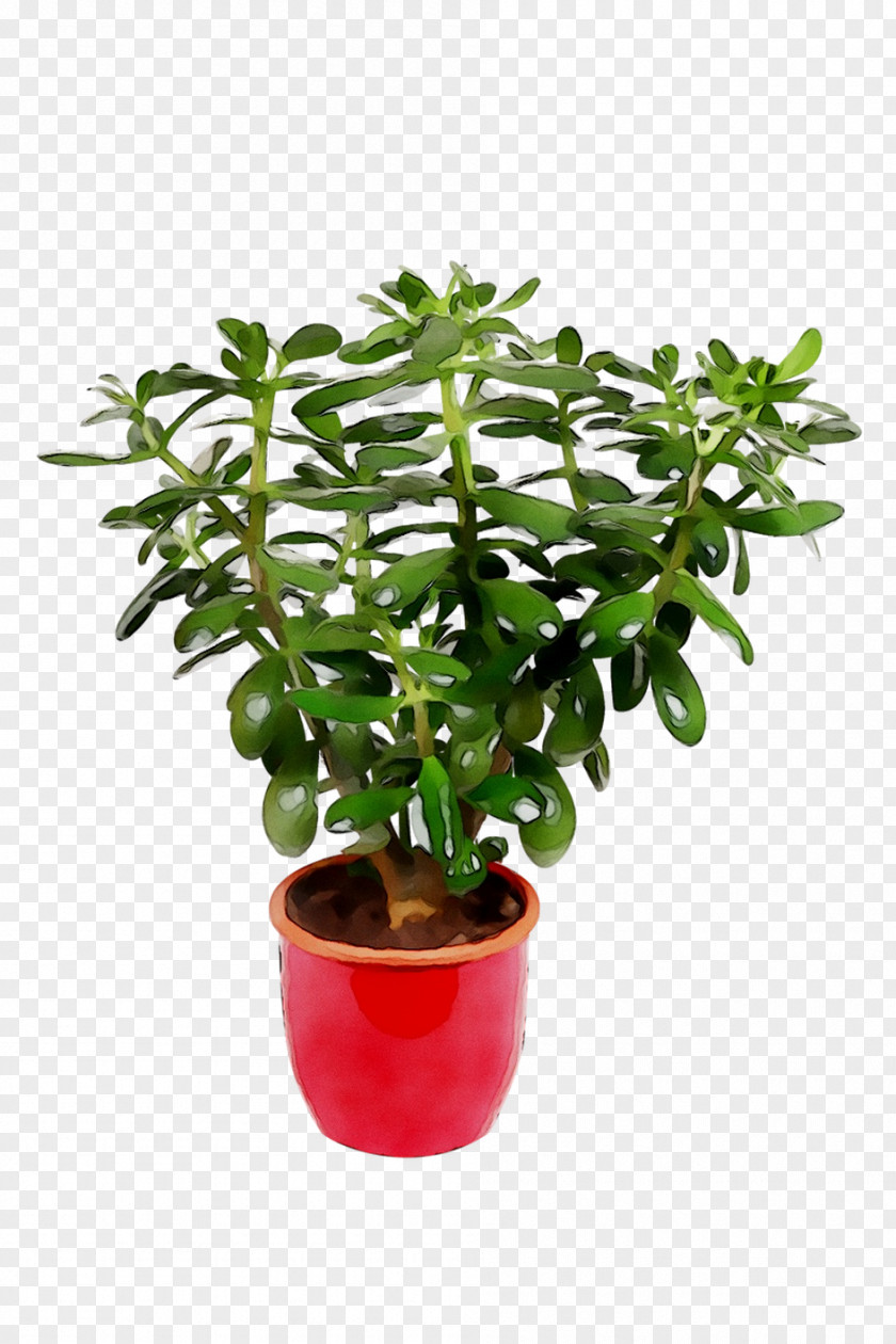 Flowerpot Tree Houseplant Herb PNG