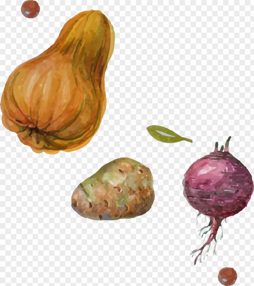 Onion Potato Pumpkin Vector Elements Shallot Vegetable PNG