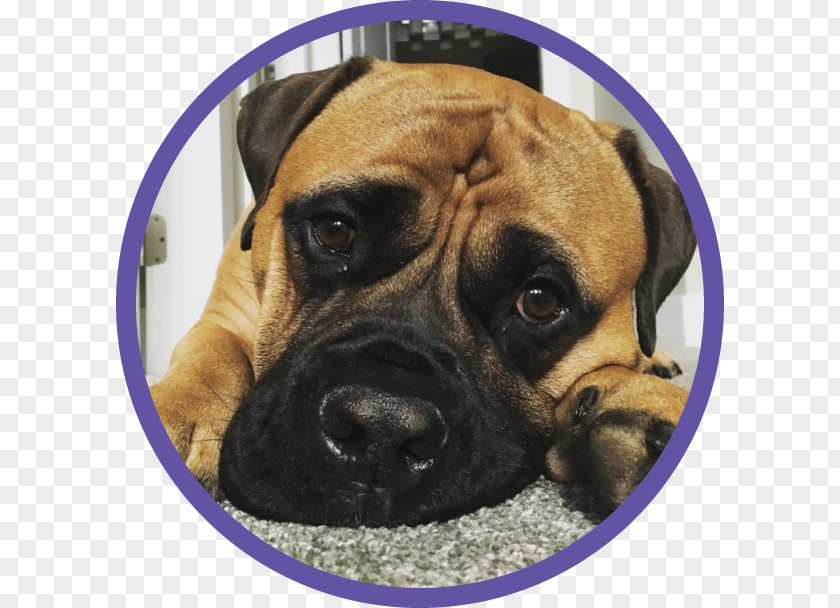 Puppy Dog Breed Bullmastiff Boerboel Boxer PNG