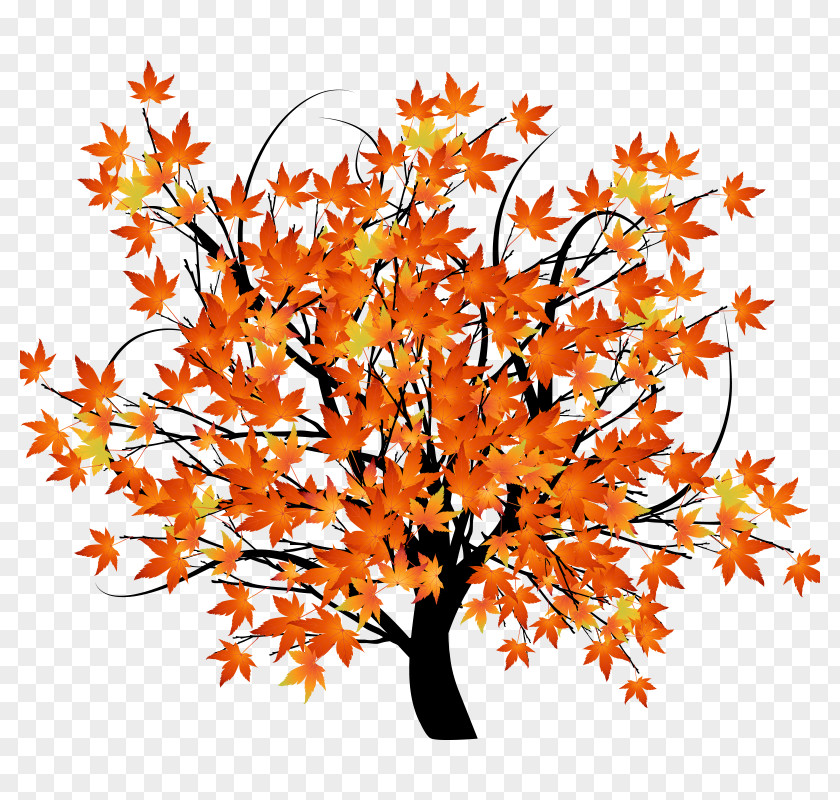 Tree,Trees,wood,plant Autumn Leaf Color Tree Maple PNG