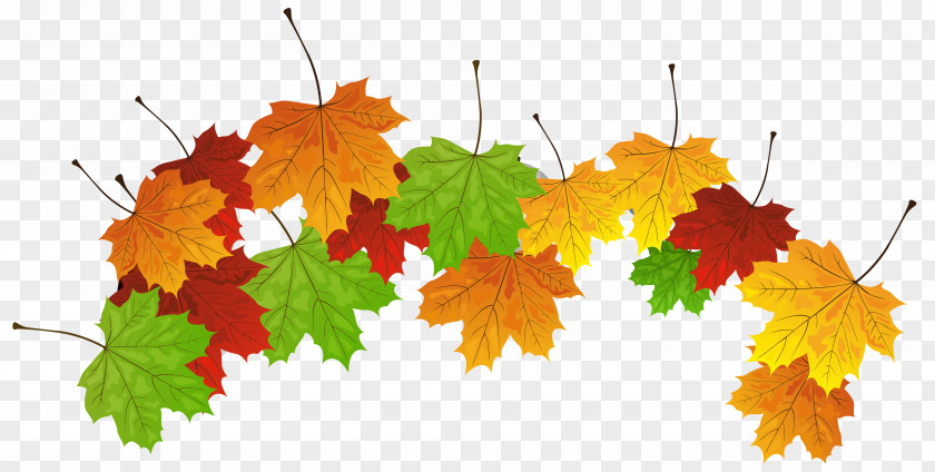 Fall Leaves Clipart Image Autumn Leaf Color PNG