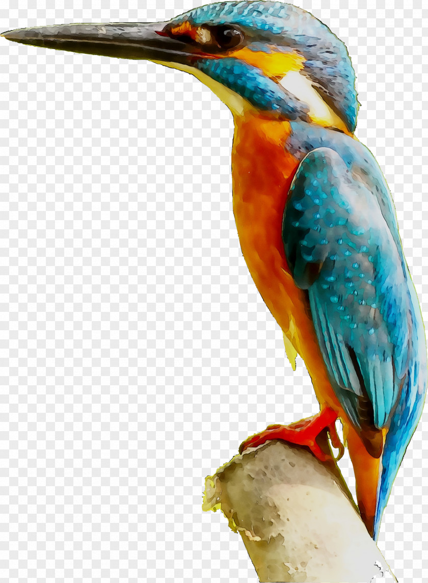 Little Kingfisher Bird Toucan Beak PNG