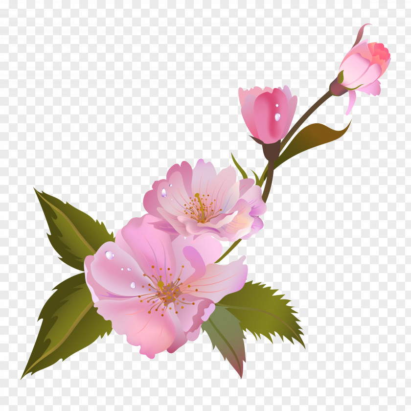Pink Roses Centifolia Still Life: PNG