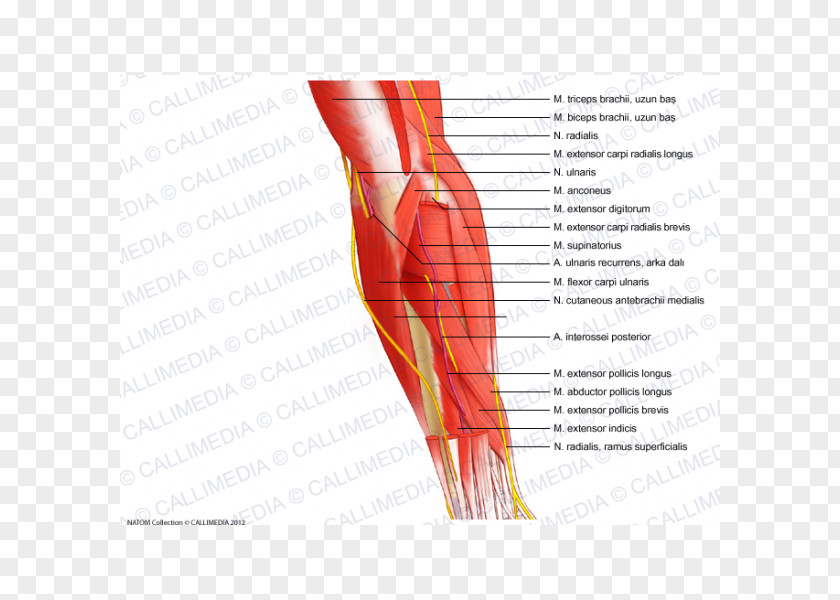 Arm Finger Elbow Muscle Forearm Nerve PNG