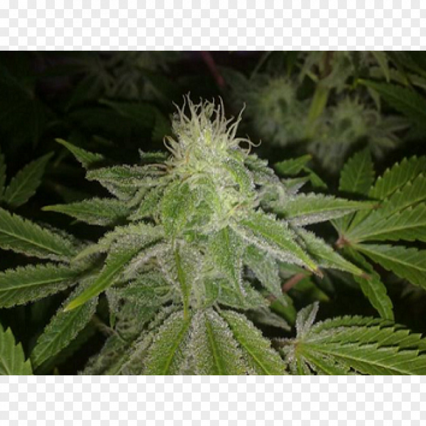 Biohazard Criminal Jack Herer Seed Cannabis Plant PNG