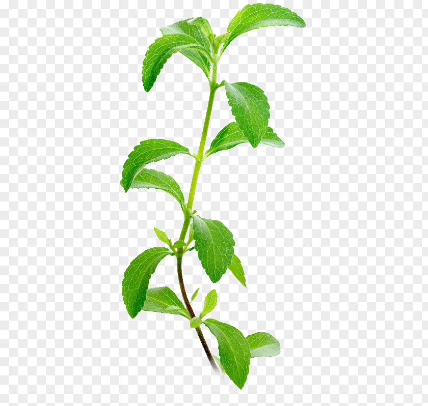 Herb Leaf Candyleaf Stevia Plants Sugar Substitute Stevioside PNG