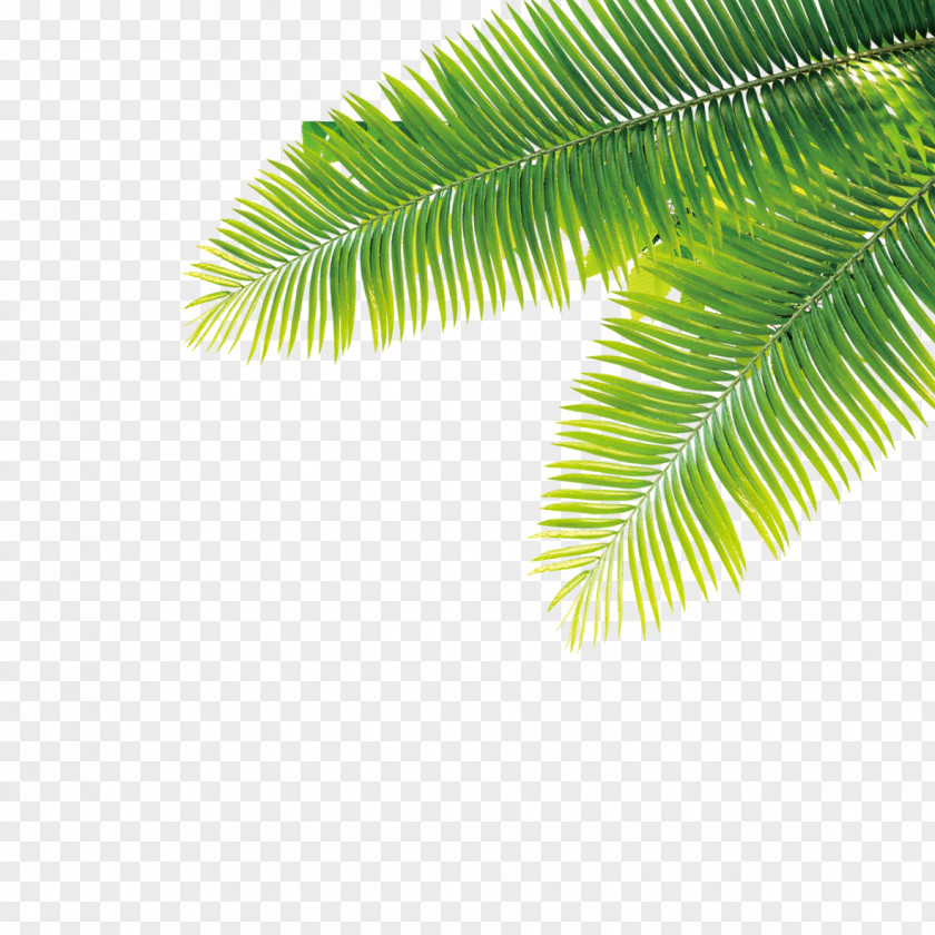 Tropical Plant Tropics Computer File PNG
