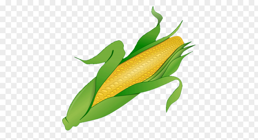 Corn On The Cob Candy Clip Art PNG