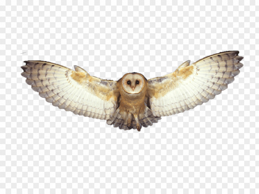 Owl Bird Flight PNG